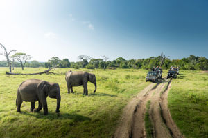 Jeepsafari Minneriya National Park
