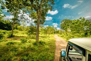 Jeepsafari Yala National Park