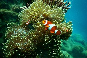 Orange Bay
