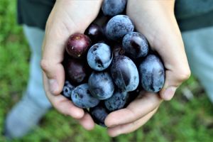 The Olive Oil Experience