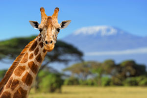 Azao Resort & SPA & Safari Tanzania