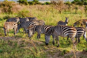 Azao Resort & SPA & Safari Tanzania