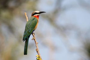 Azao Resort & SPA & Safari Tanzania