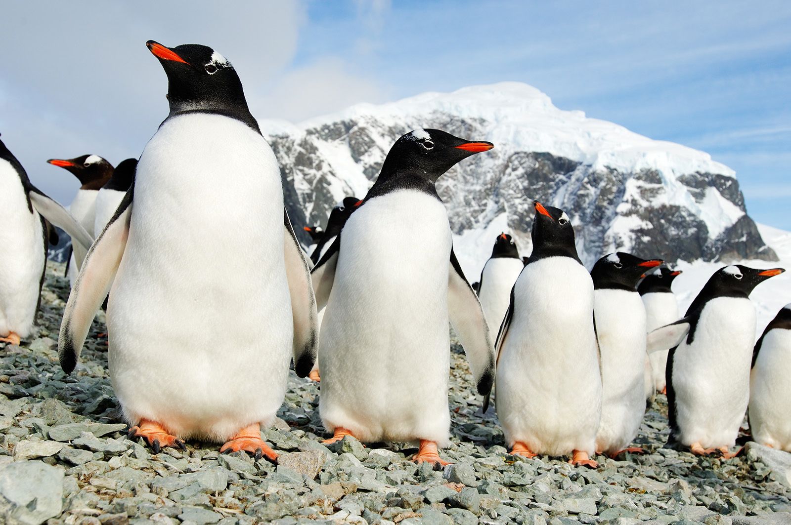 Expeditiecruise Antarctica per m/v Hondius
