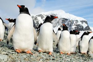 Expeditiecruise Antarctica per m/v Hondius