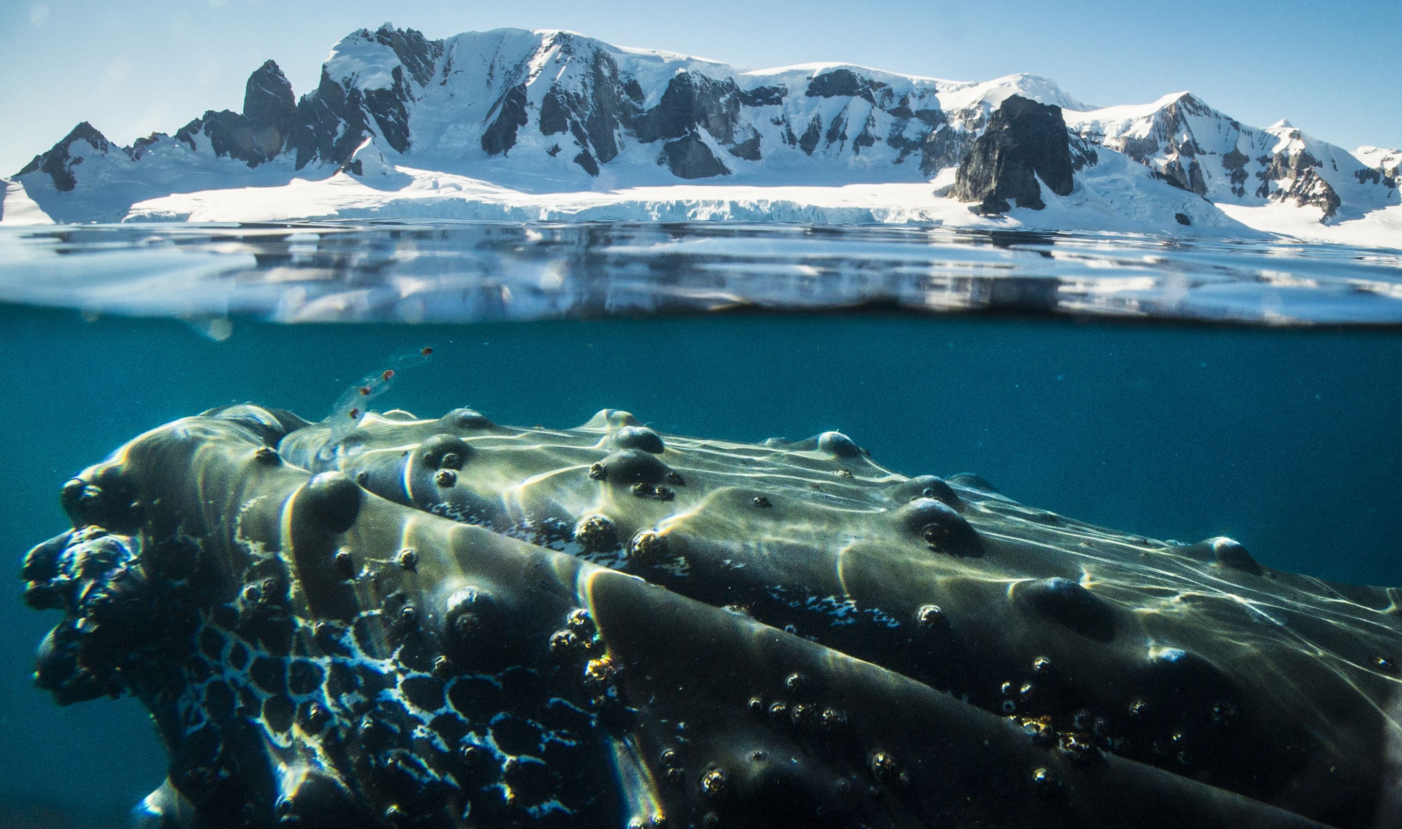 Expeditiecruise Antarctica per m/v Hondius