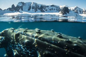 Expeditiecruise Antarctica per m/v Hondius