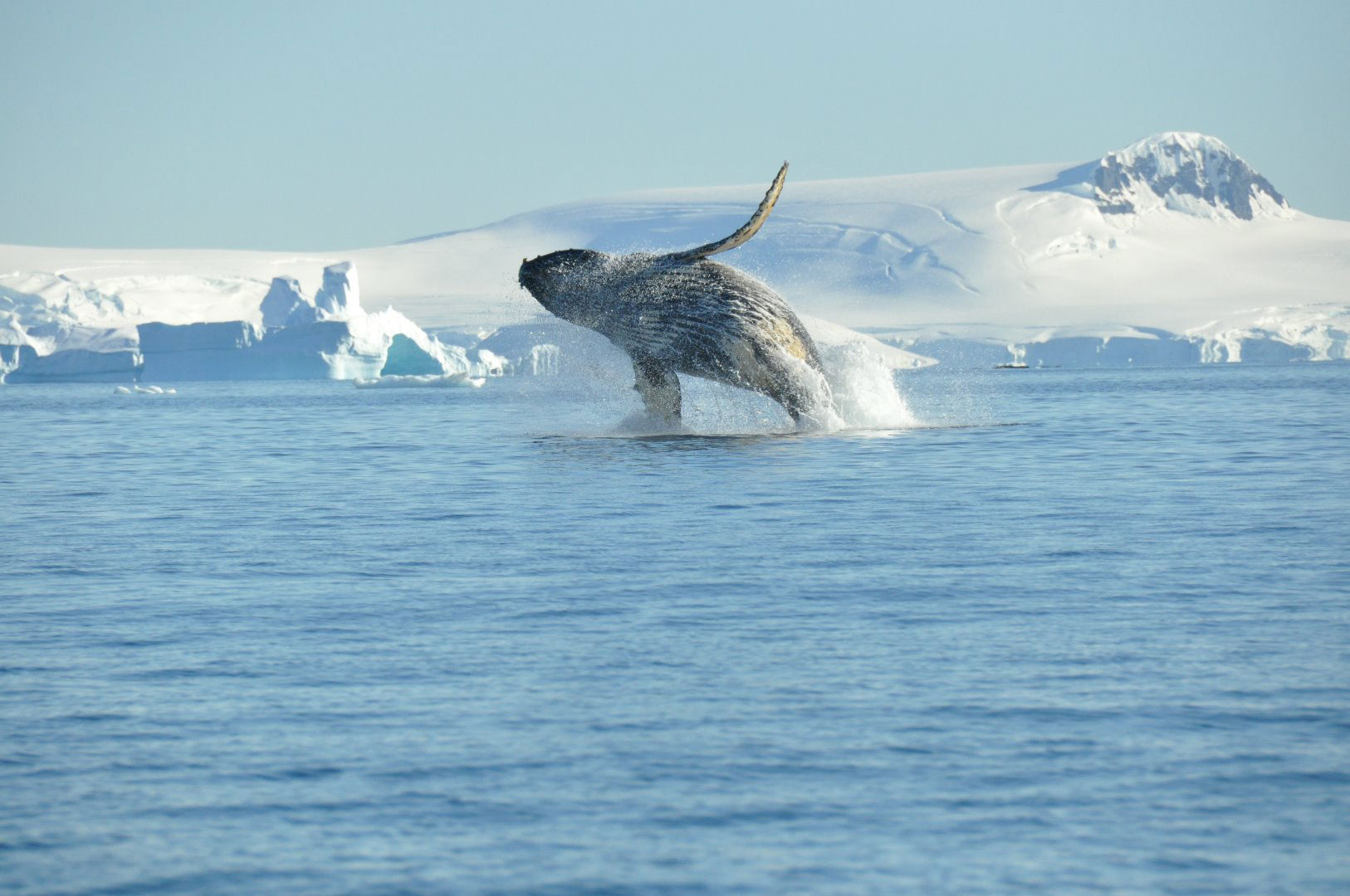 Expeditiecruise Antarctica per m/v Hondius