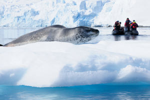 Expeditiecruise Antarctica per m/v Hondius