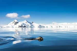 Expeditiecruise Antarctica per m/v Ortelius
