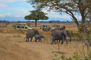 Azao Resort & Spa & optionele Mikumi Safari