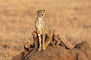 Kiwengwa Beach Resort & optionele Mikumi Safari