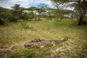 Kiwengwa Beach Resort & optionele Mikumi Safari