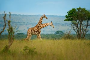 Kiwengwa Beach Resort & Safari Tanzanie