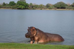 Kiwengwa Beach Resort & Safari Tanzanie