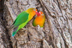 Kiwengwa Beach Resort & Safari Tanzanie