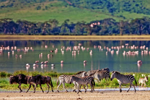 Tiki Beach Club & Resort & Safari Tanzania