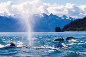 14-daagse Ontdekkingscruise Alaska