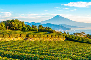 Cruise Japan, Zuid-Korea & China