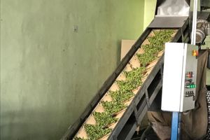 Olijvenoogst op 5 of 12 oktober