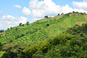 Rondreis Compleet Colombia