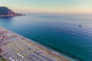 Lonicera City Kleopatra