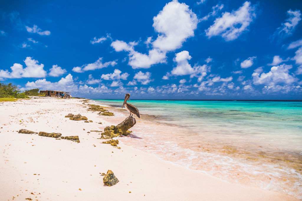 Cruise van Curaçao naar IJmuiden