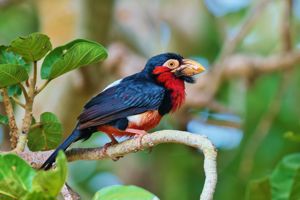 Excursiereis Gambia 3*