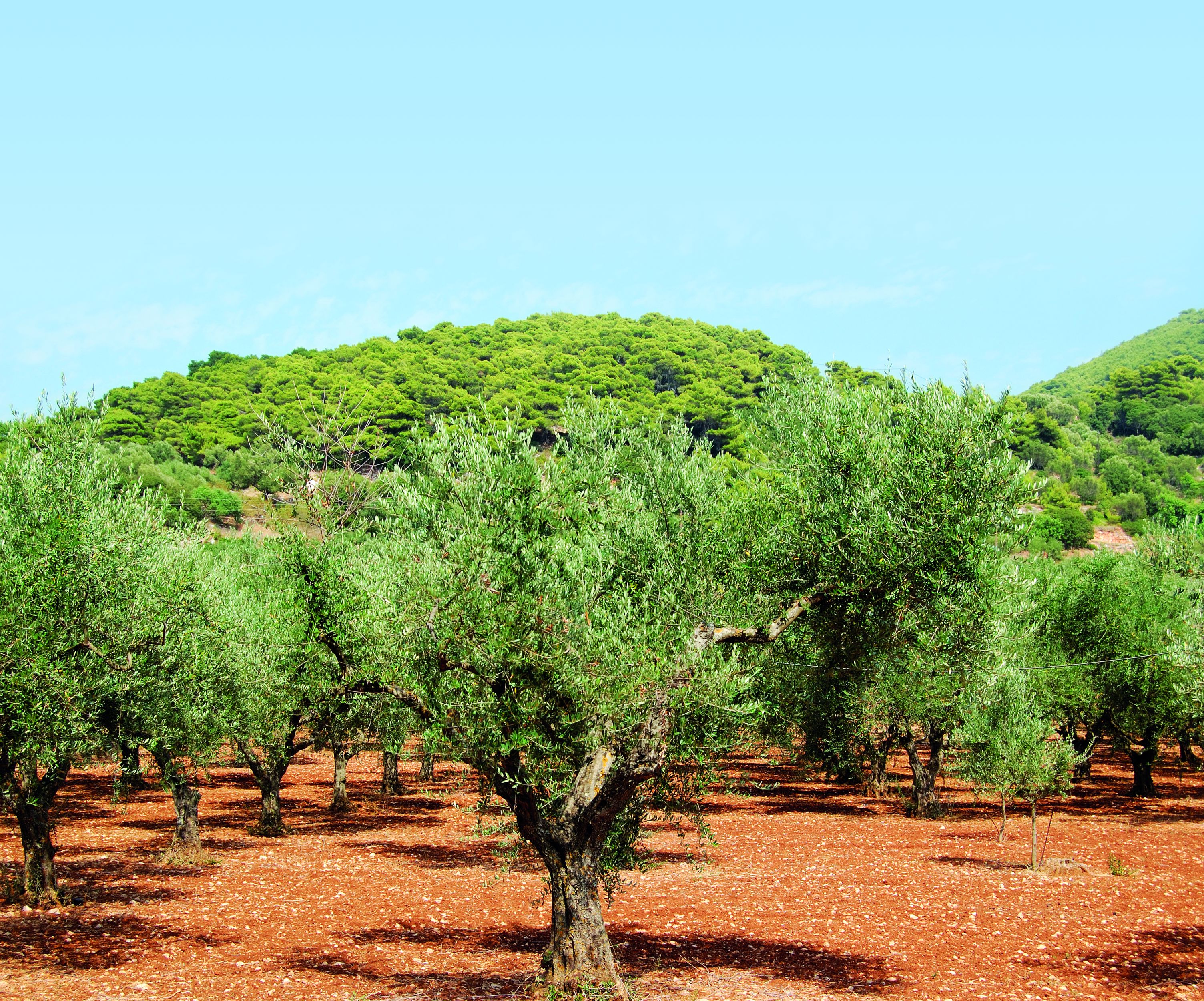 Excursiereis Zakynthos