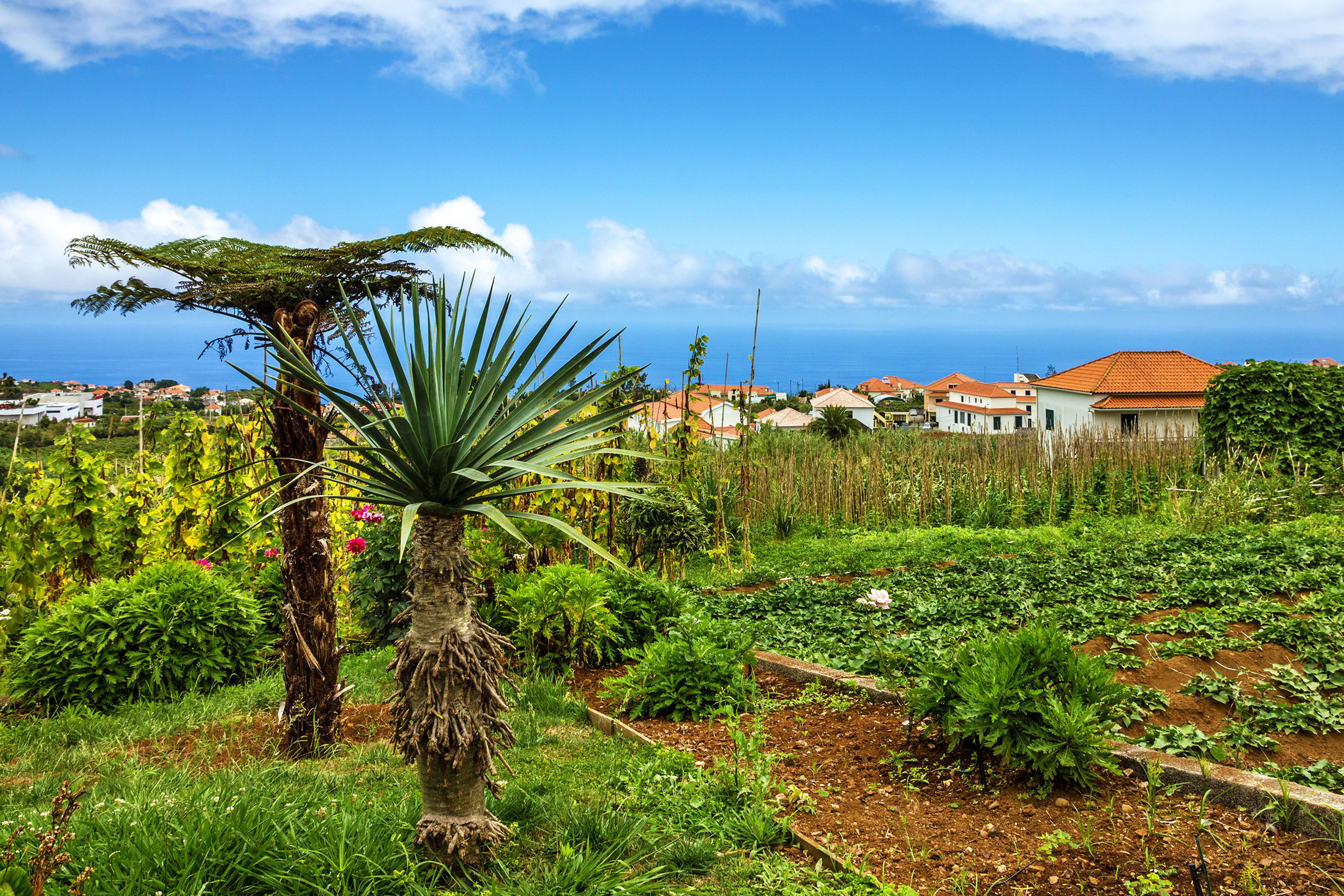 Fly & Drive Kleurrijk Madeira