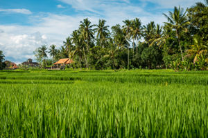 Individuele Rondreis Bali & Strand