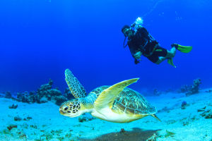 Bingo Bonaire 3*