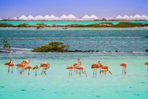 Bingo Bonaire 3*
