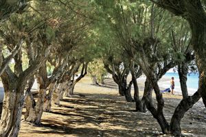 All Senses Ocean Blue