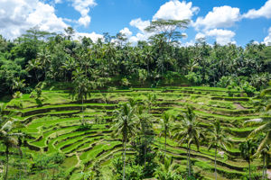 Rondreis Bali & Java