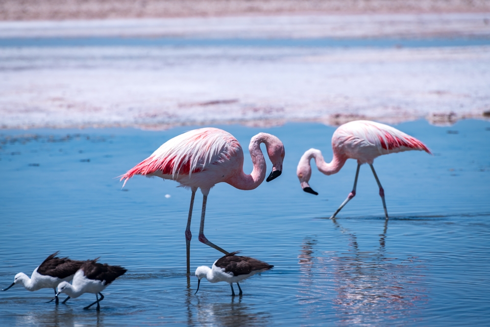 
            Atacama
        