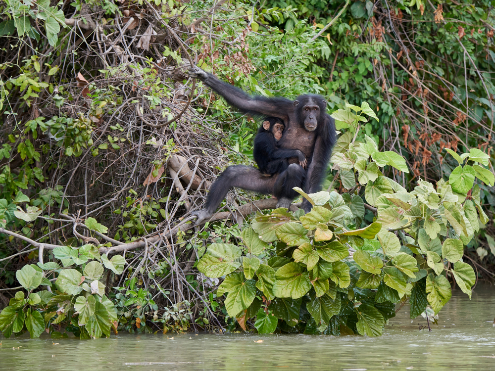 

Soma en Baboon Island


