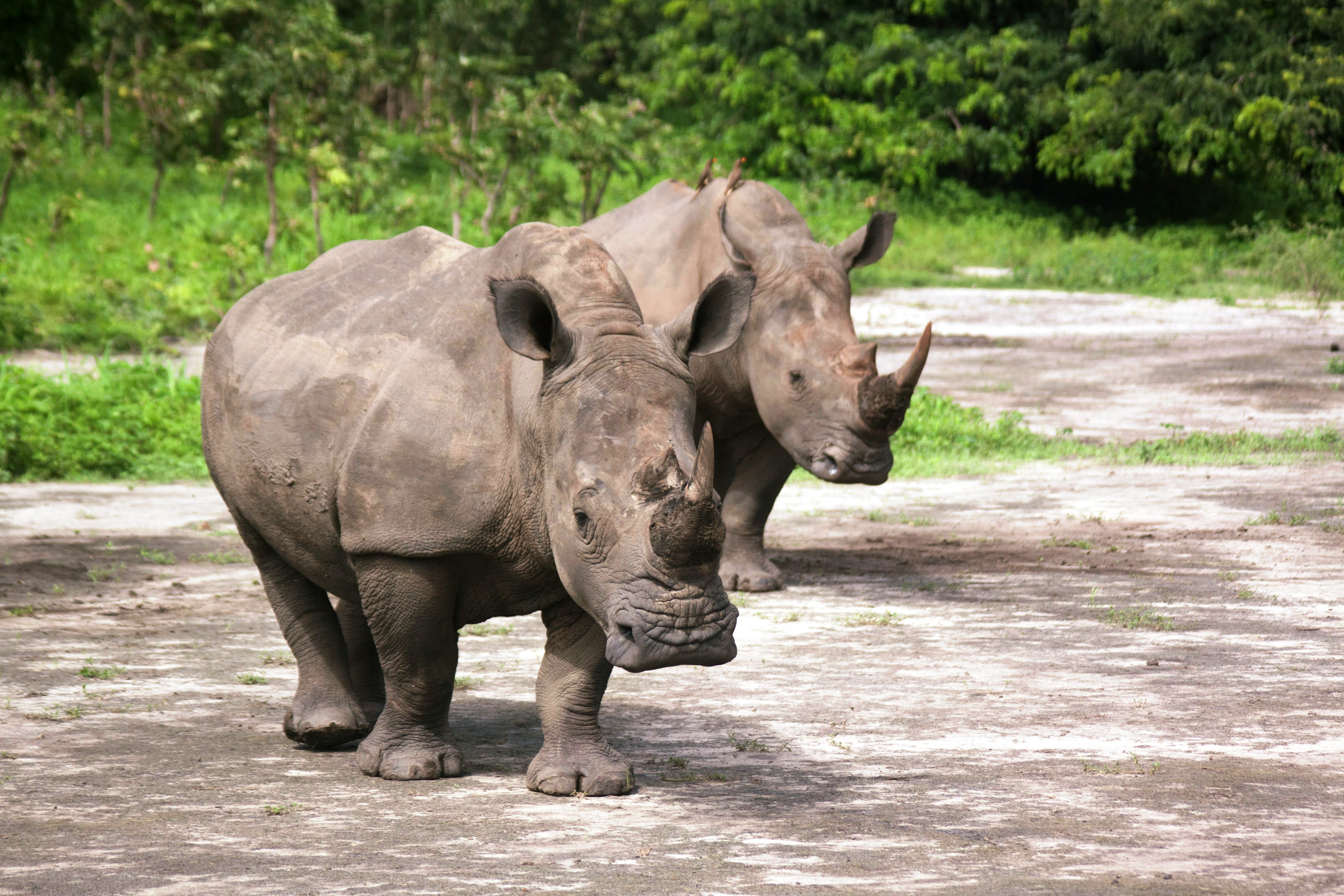 

Safari Fathala Game Park – Amsterdam

